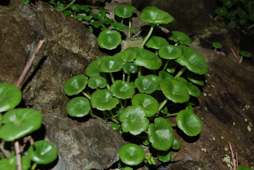 Una determinazione. - Umbilicus sp.